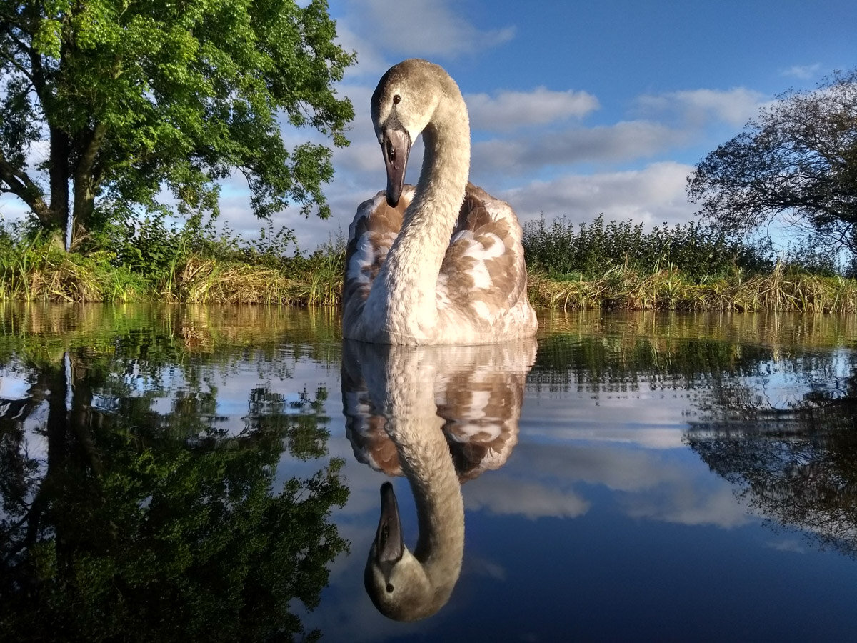 Adam Lake, United Kingdom. Age 17. Category: YOUNG BIRD PHOTOGRAPHER OF THE YEAR 14–17 YEARS AWARD WINNER AND OVERALL YOUNG BIRD PHOTOGRAPHER OF THE YEAR 2020 WINNER.