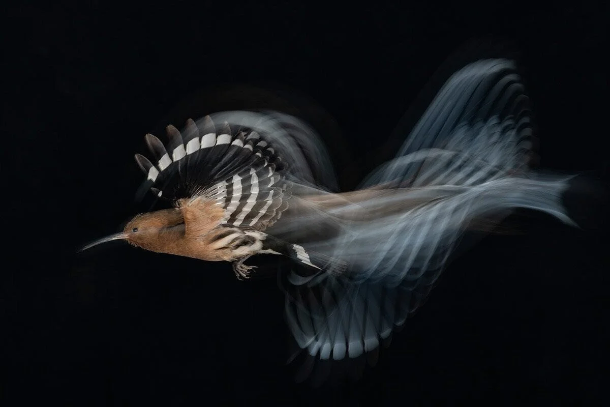 Isn’t this stunning? A hoopoe contrasted against black with creative motion blur. Awarded Gold in the “Birds in Flight” category of the BPOTY 2020 competition. Photo by Gadi Shmila. #birdphotos #birdphotography #birdpoty #wildlifephotos