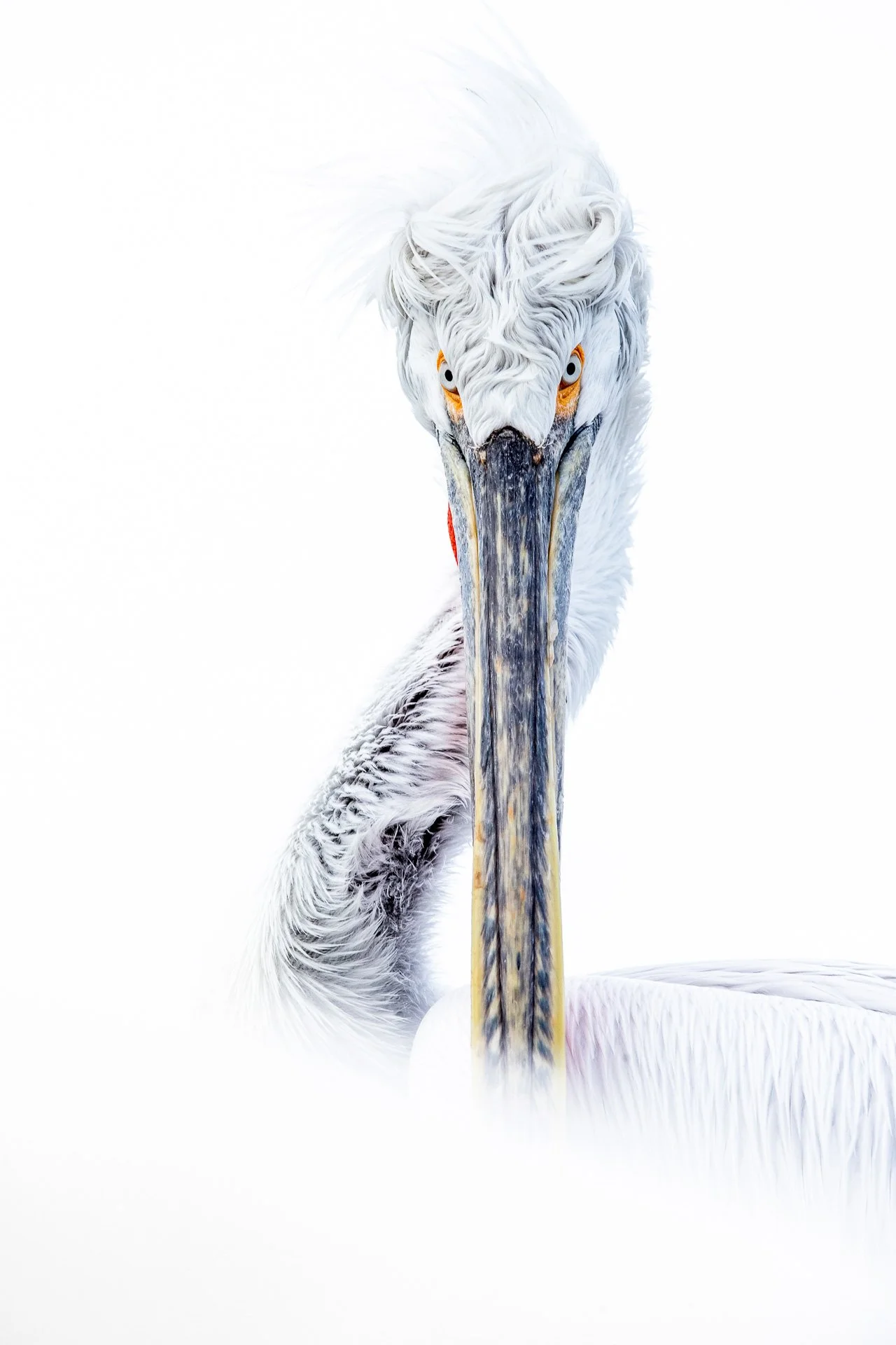 Looks by 'Oscar Diez Martinez'