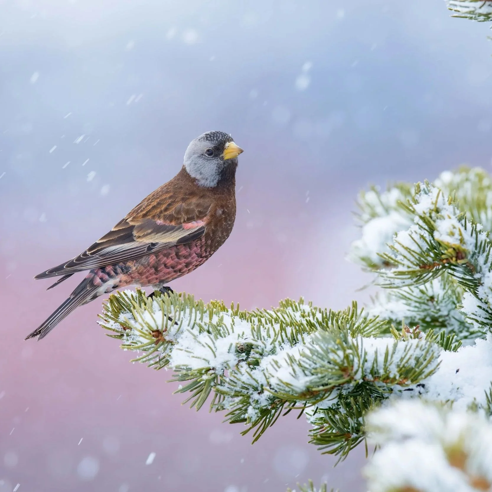 BPOTY Auction FAQs
