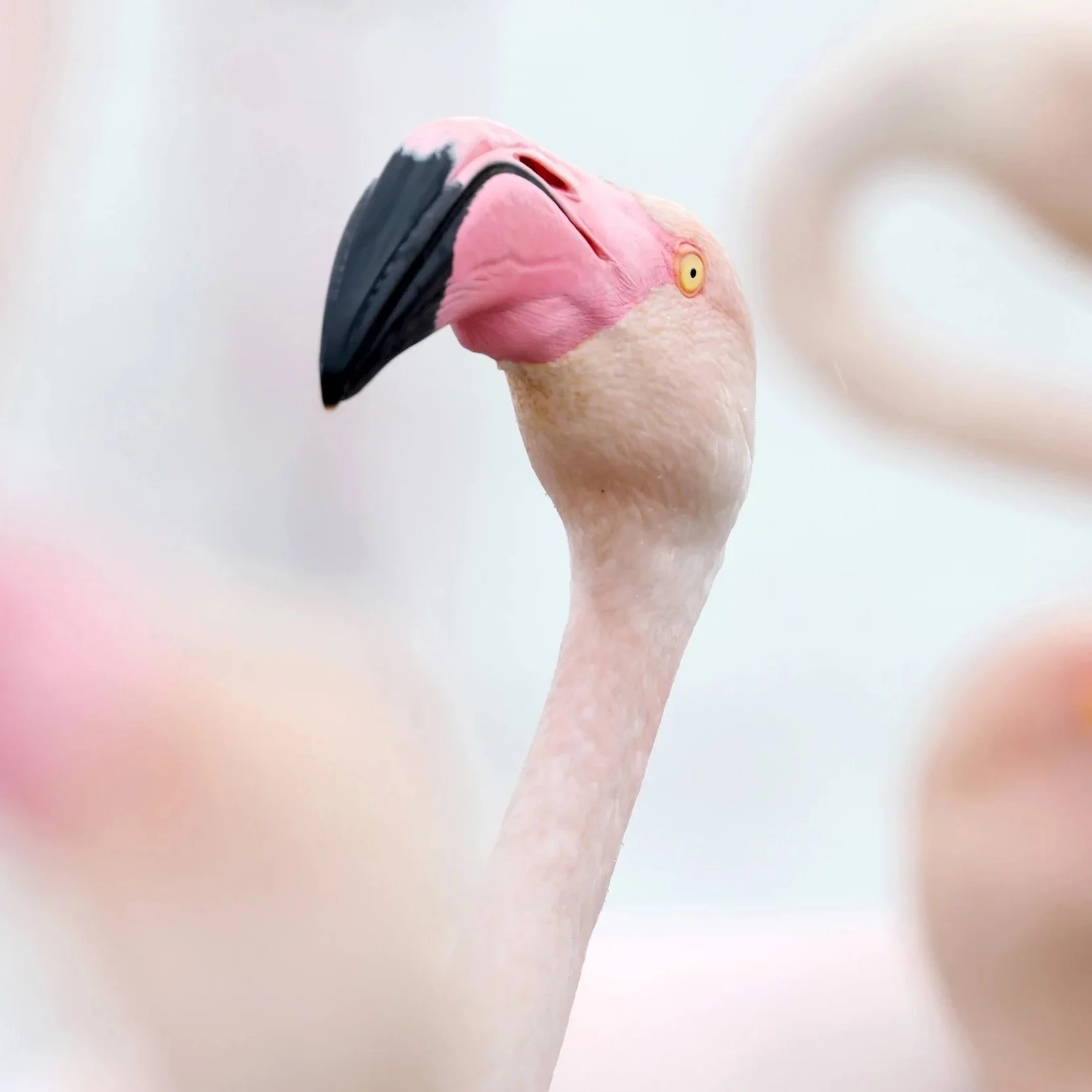 Judging Bird POTY: How we decide the winners