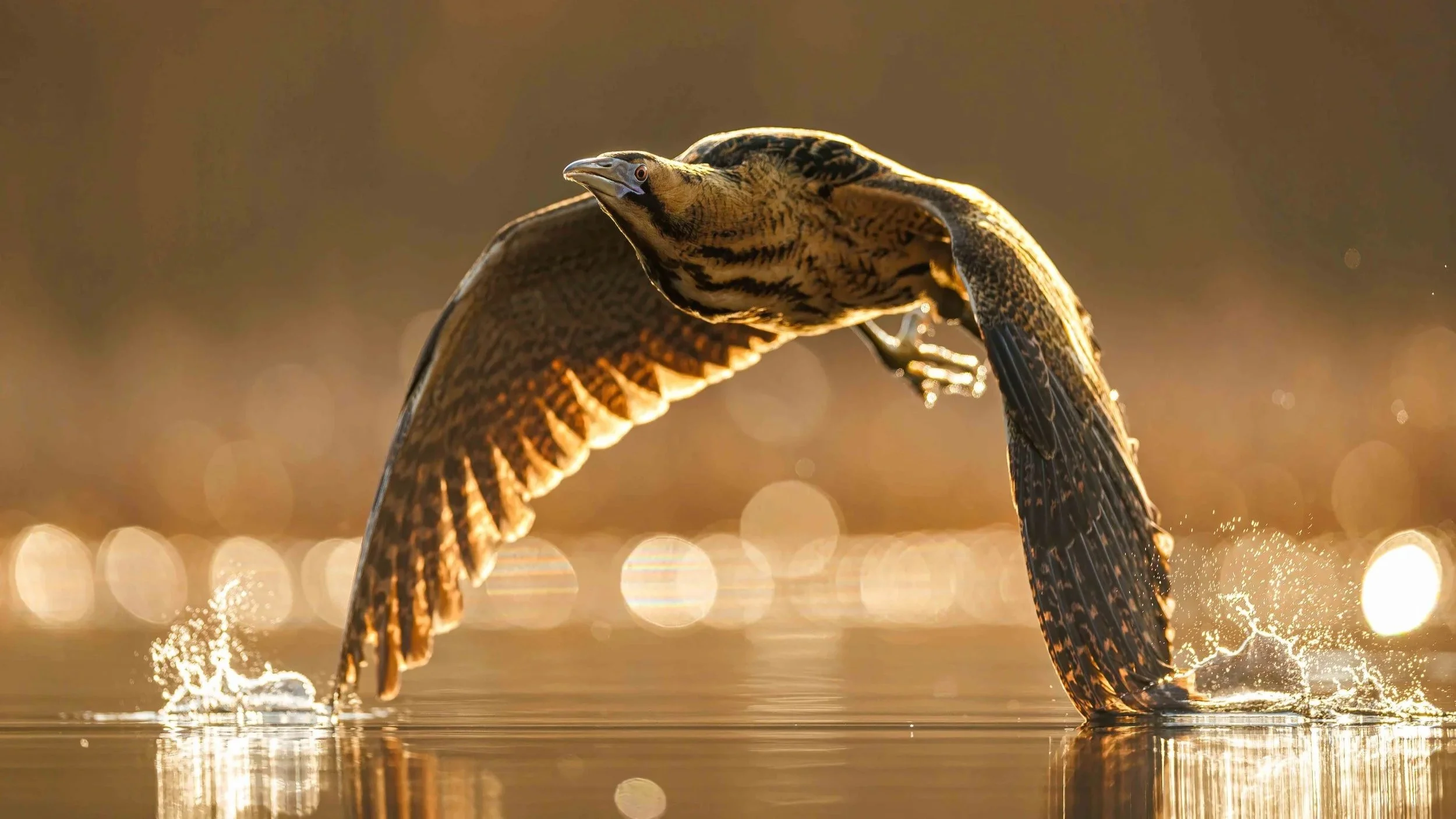 © Patryk Kurc