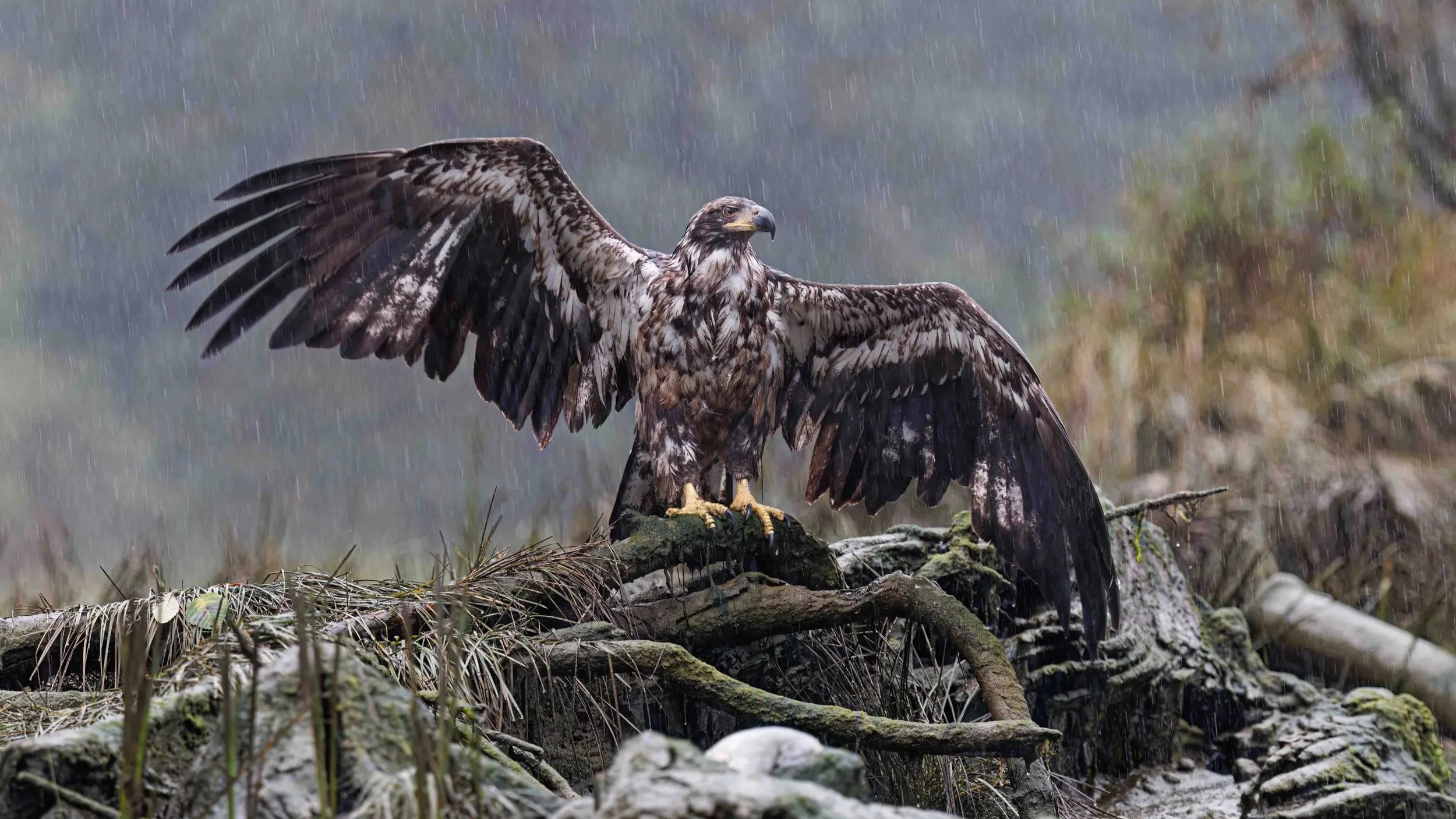 © Mark Carwardine