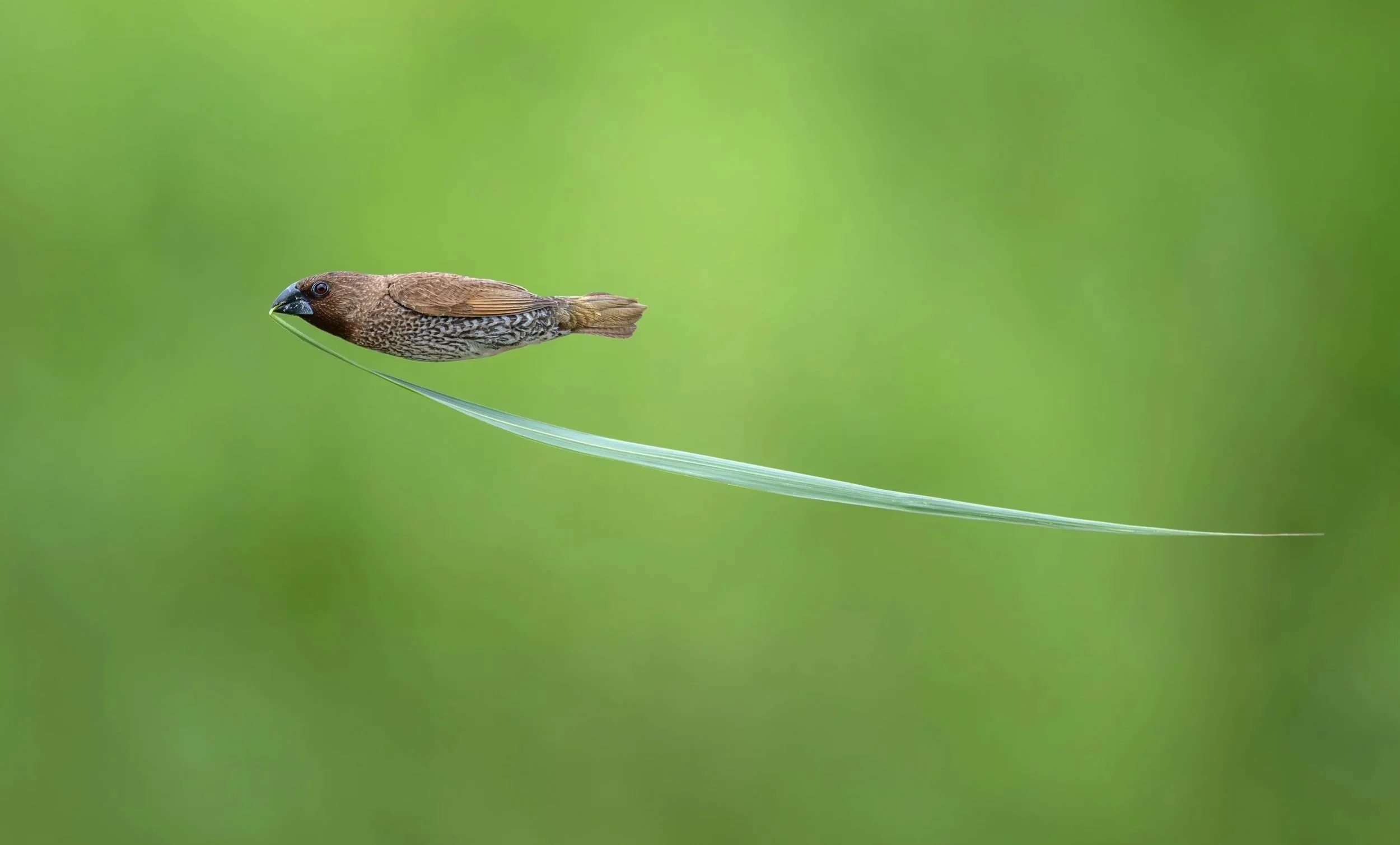 Let the Bullets Fly by Zhikai Wu.jpg
