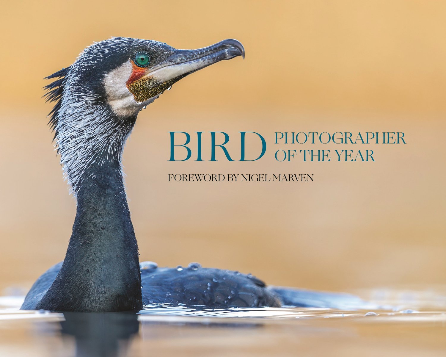 Bird Photographer of the Year - International Wildlife Photography ...