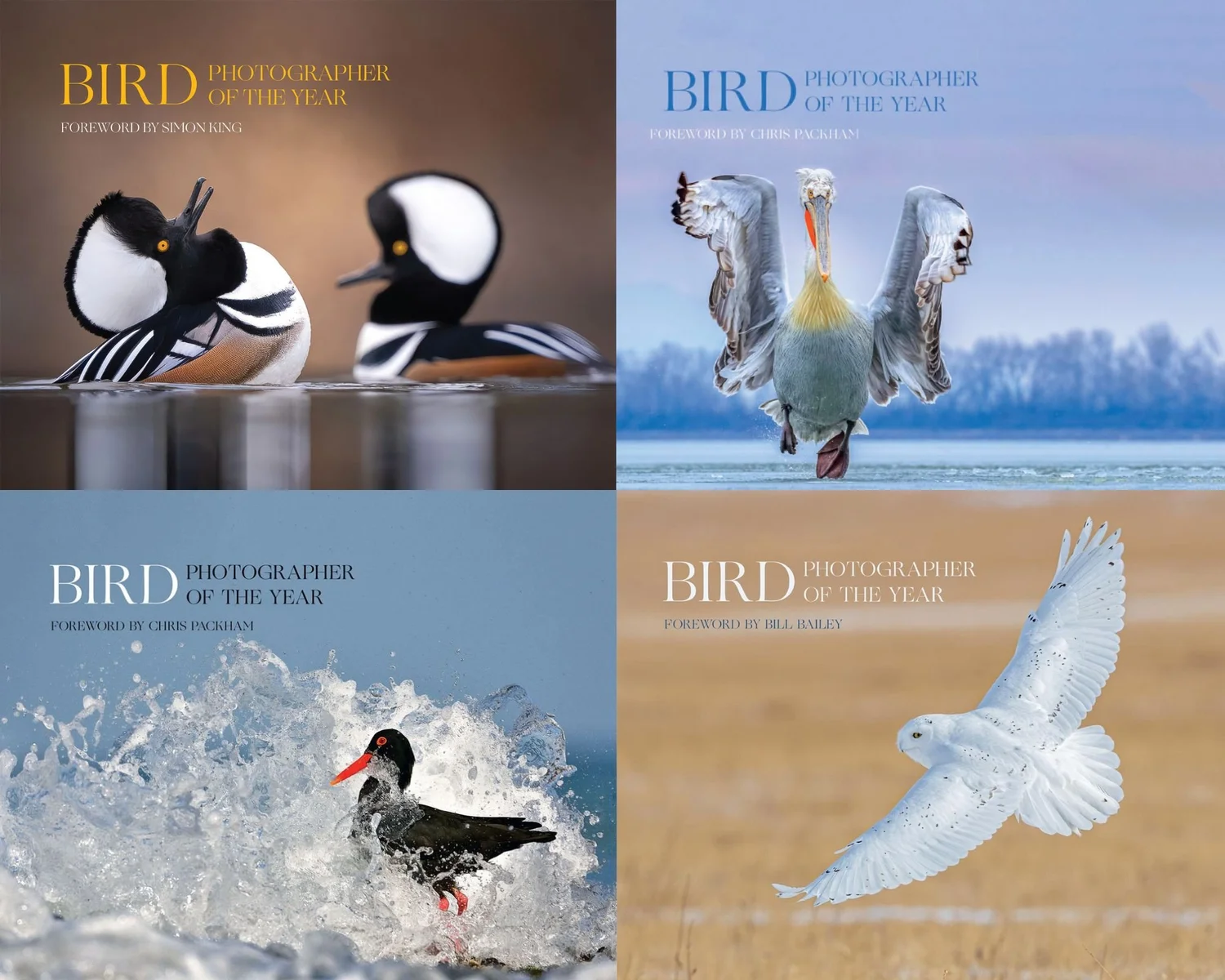 Bird Photographer of the Year - International Wildlife Photography ...