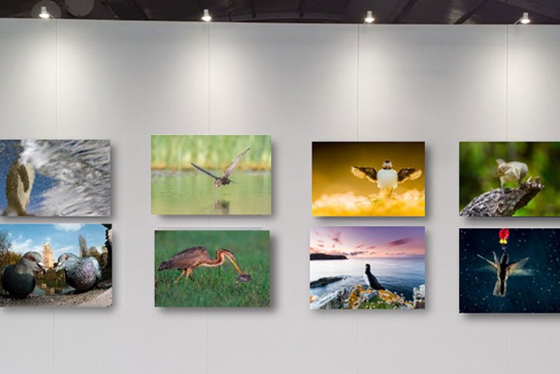 Exhibition — Bird Photographer of the Year