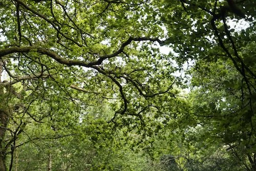 May Leaves