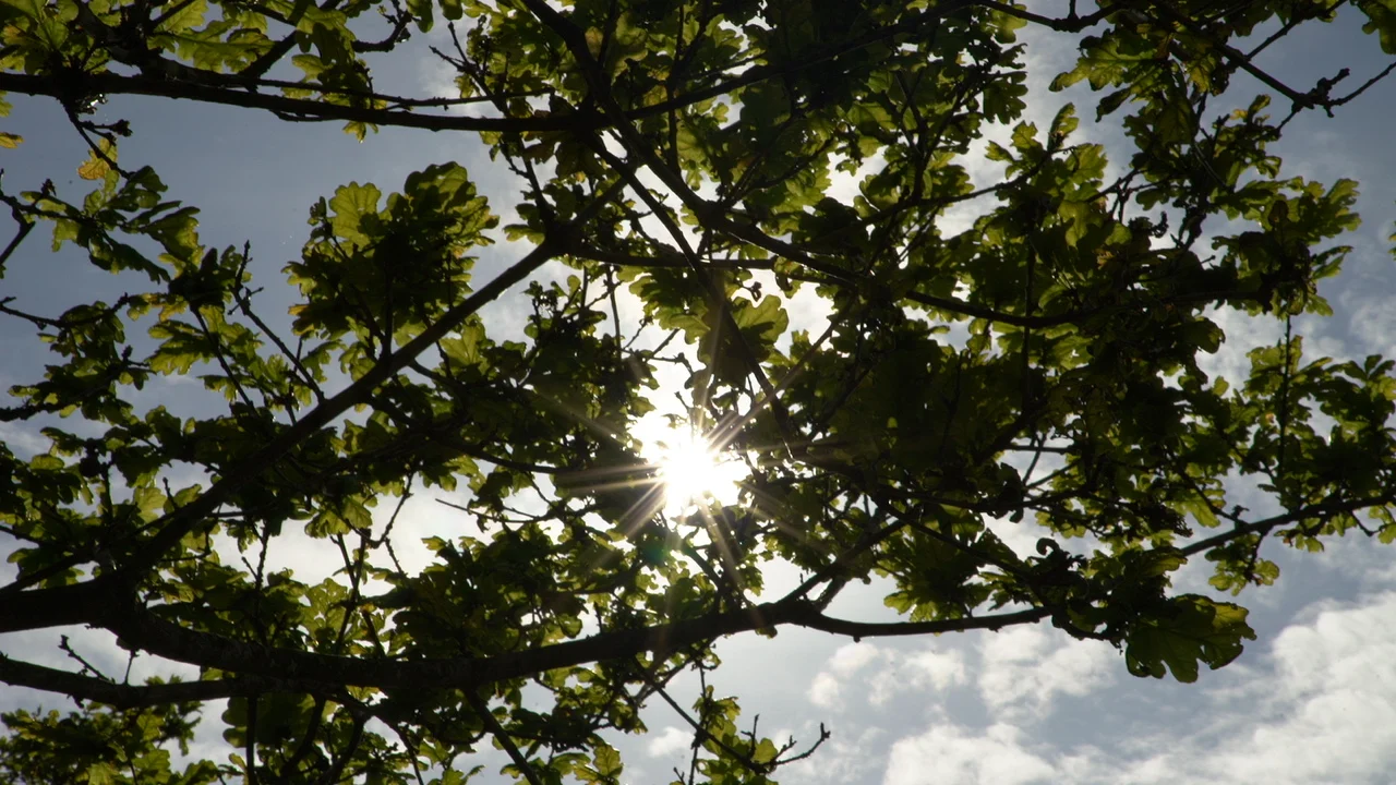 leaves in butterfly field.jpg