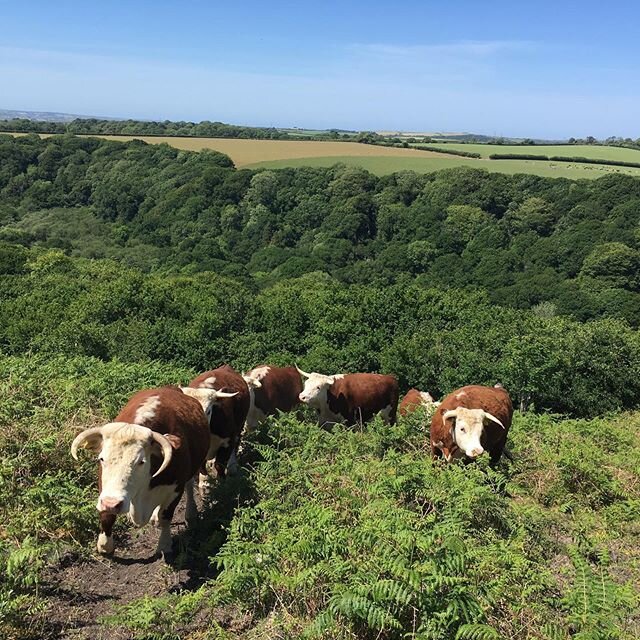 Today the cows broke out the field , one was looking for a bull the others looking for grass. It has been so dry there is little for them to eat. These sunny days are lovely but the rain is beautiful too . #herefordcattle #traditionalherefords #rewil