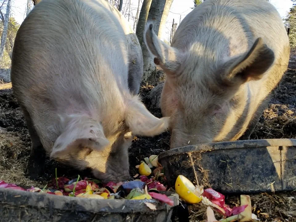 pigs_orig.jpg