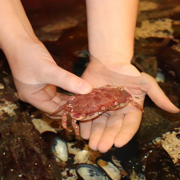 Touch+Tank-+Red+Rock+Crab+%28Photo+By+Simone+Verria%29.jpg