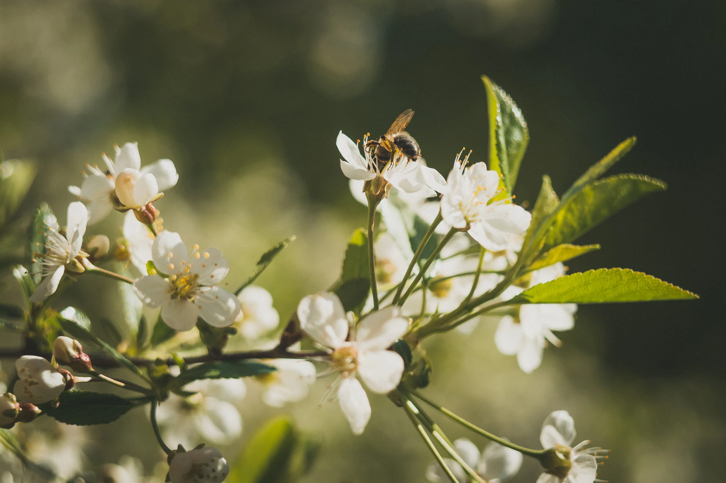 bee-bloom-blooming-blossom-branch-buds-1423635-pxhere.com.jpg
