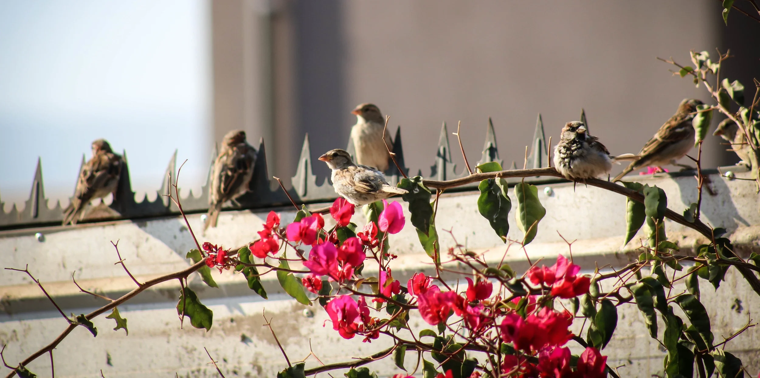 bird-nature-flower-freedom-birds-landscape-1576667-pxhere.com.jpg