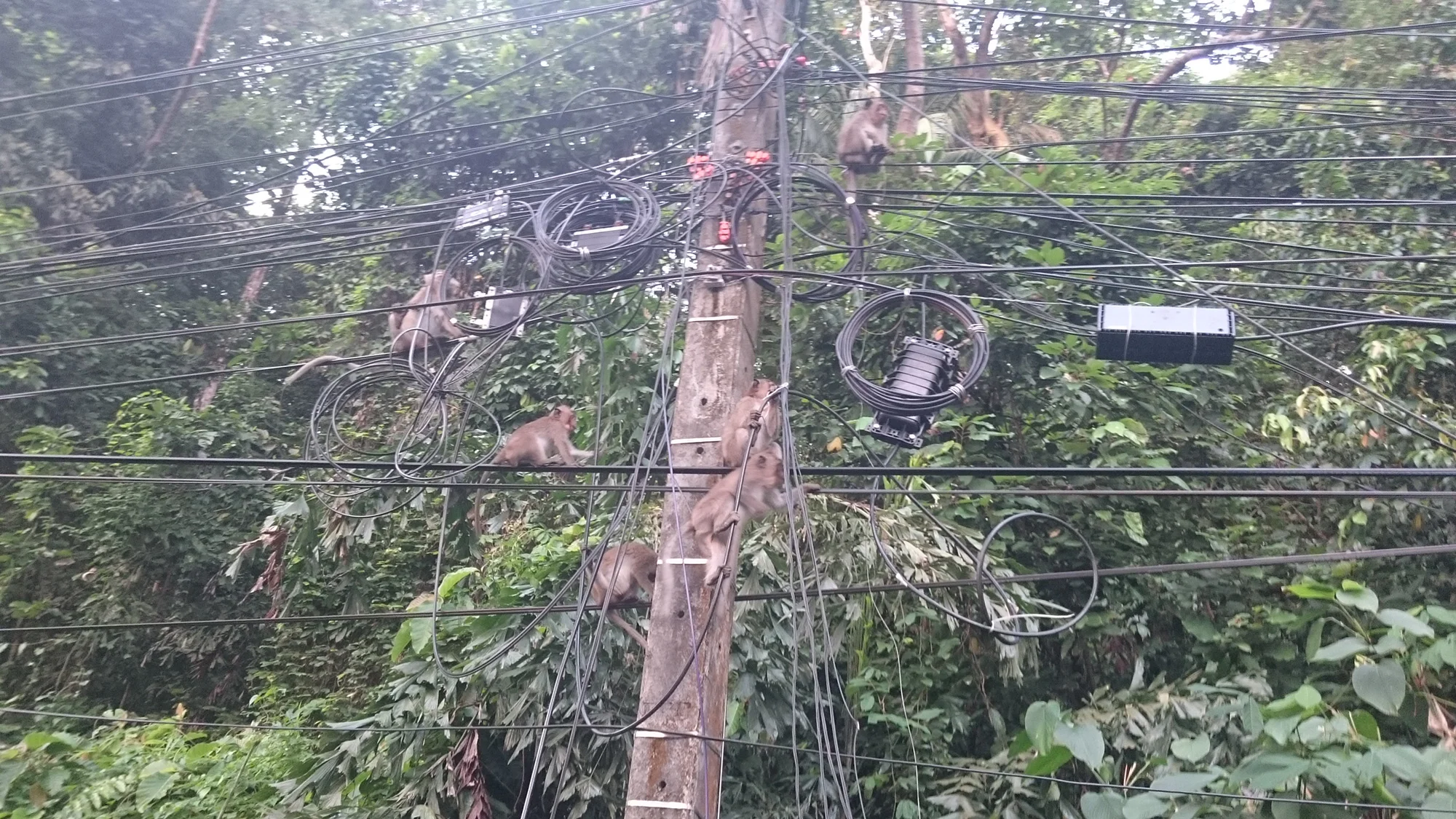Auf der Insel Koh Chang nahmen einige Affen den Strommast regelrecht ein...:-)