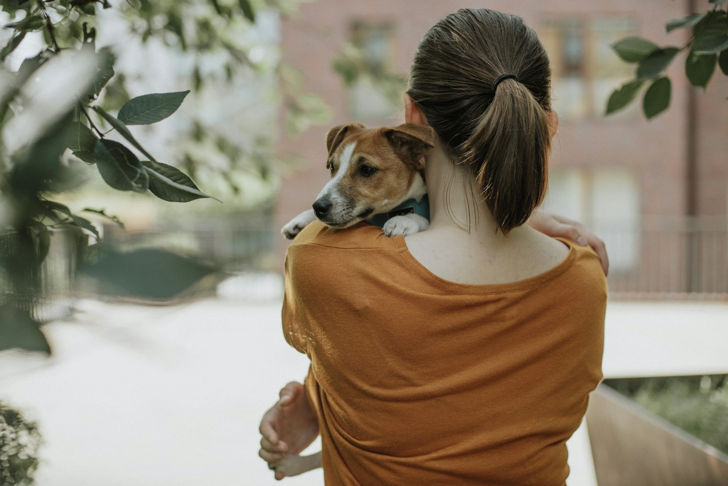 Emotional Support Animals in California: What Is an ESA and What Are the Requirements?