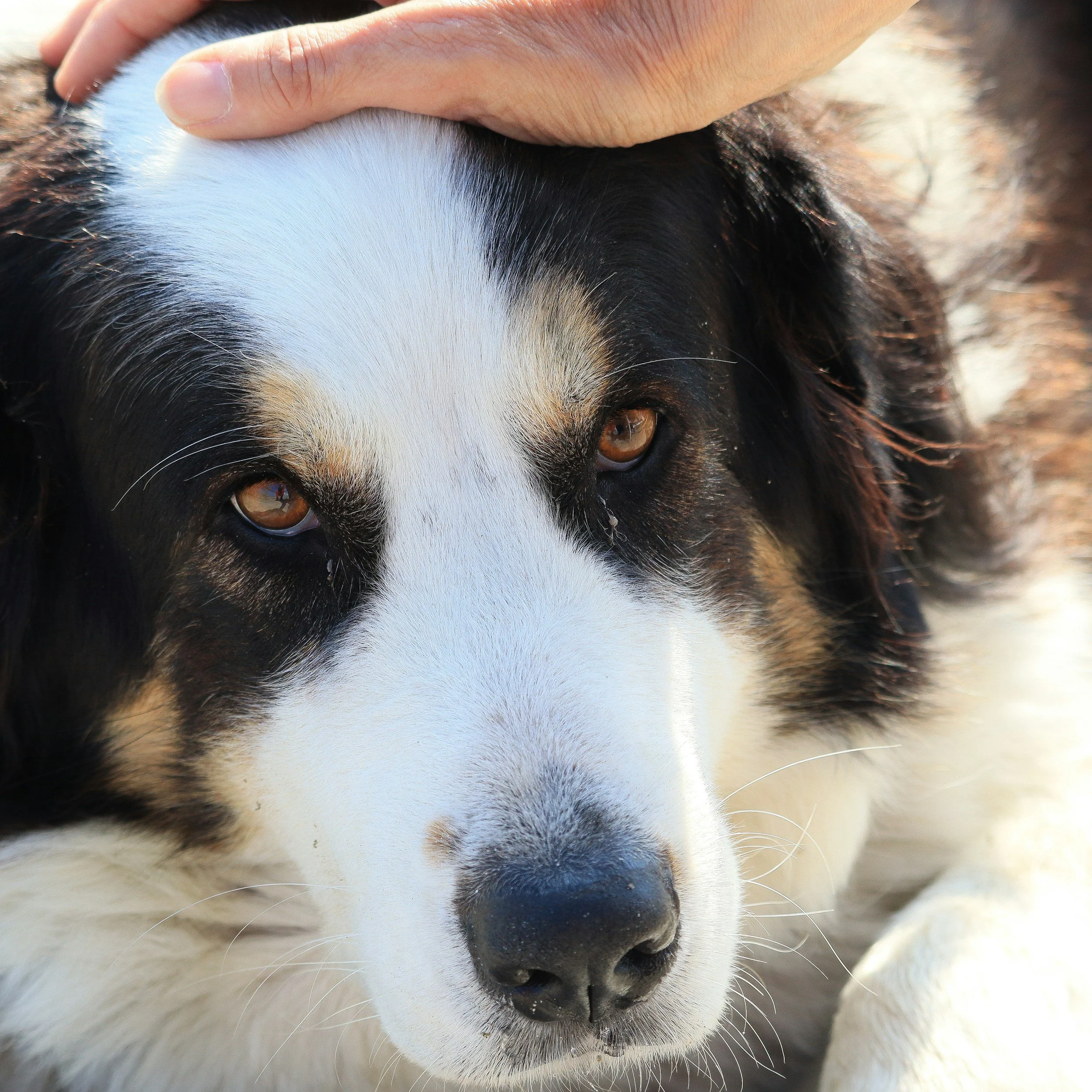 emotional support dog