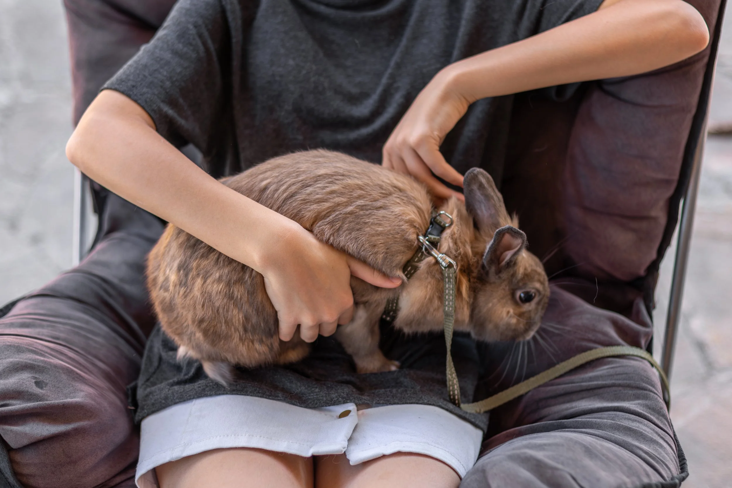 Person sitting with a small brown rabbit in their lap, gently holding the rabbit's body and head.