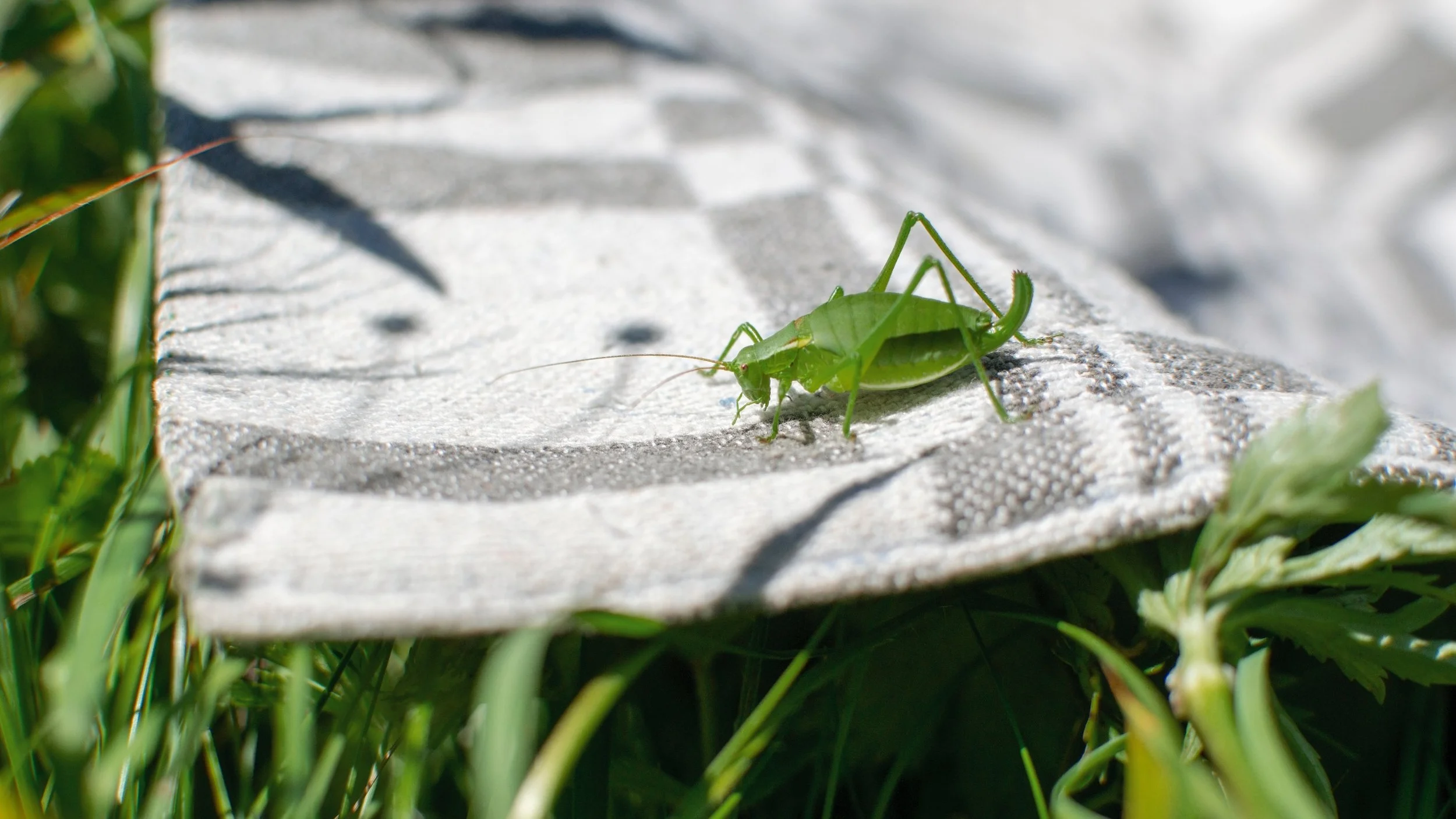 1111+Plants+and+insects+.jpg