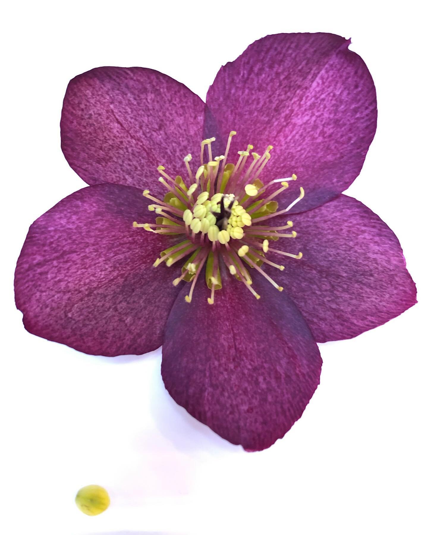 Happy new year!!
&bull;
A beautiful hellebore from the garden...giving me inspiration for my work today! 💜