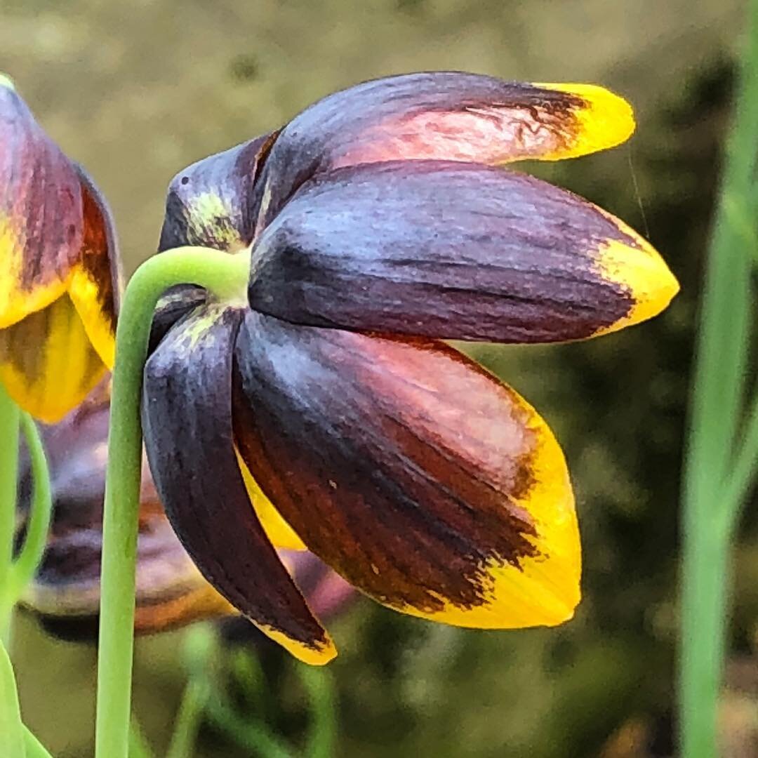 So delighted to grow this Fritillary for the first time in my gravel garden. It is from the Lilliaceae family and also known as the fox&rsquo;s grape fritillary: such a beautiful name, there must be a great story behind this title!