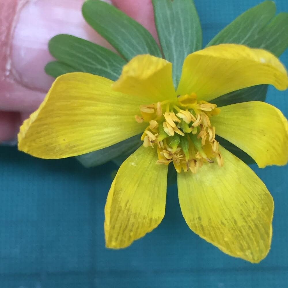 I picked this aconite (eranthis hyemalis) from the garden and took it into my studio to draw. Early bird bees love this flower!