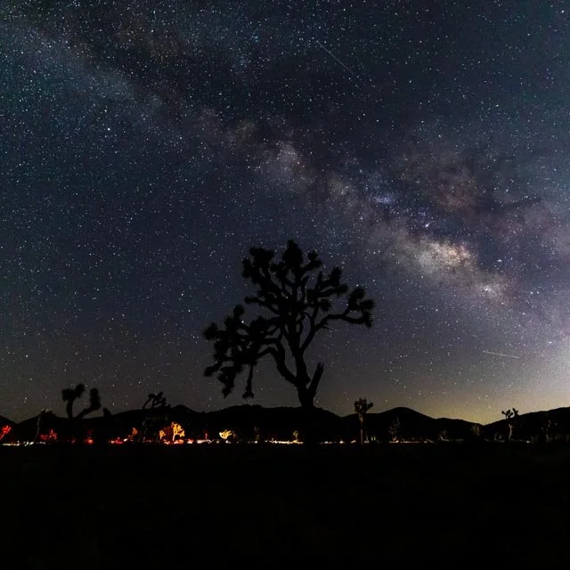 2020-07-18-Joshua Tree 911A4156.jpg