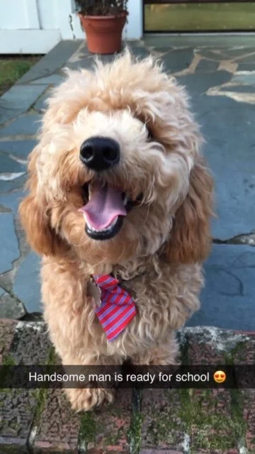  Darby (12/2/18 litter) 