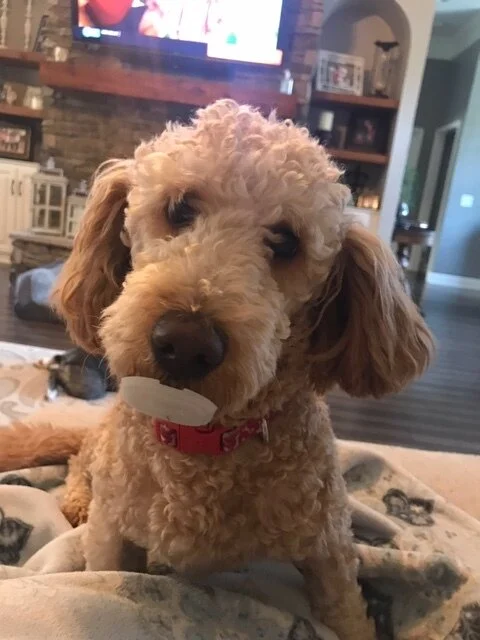  Gunner (12/2/18 litter) 