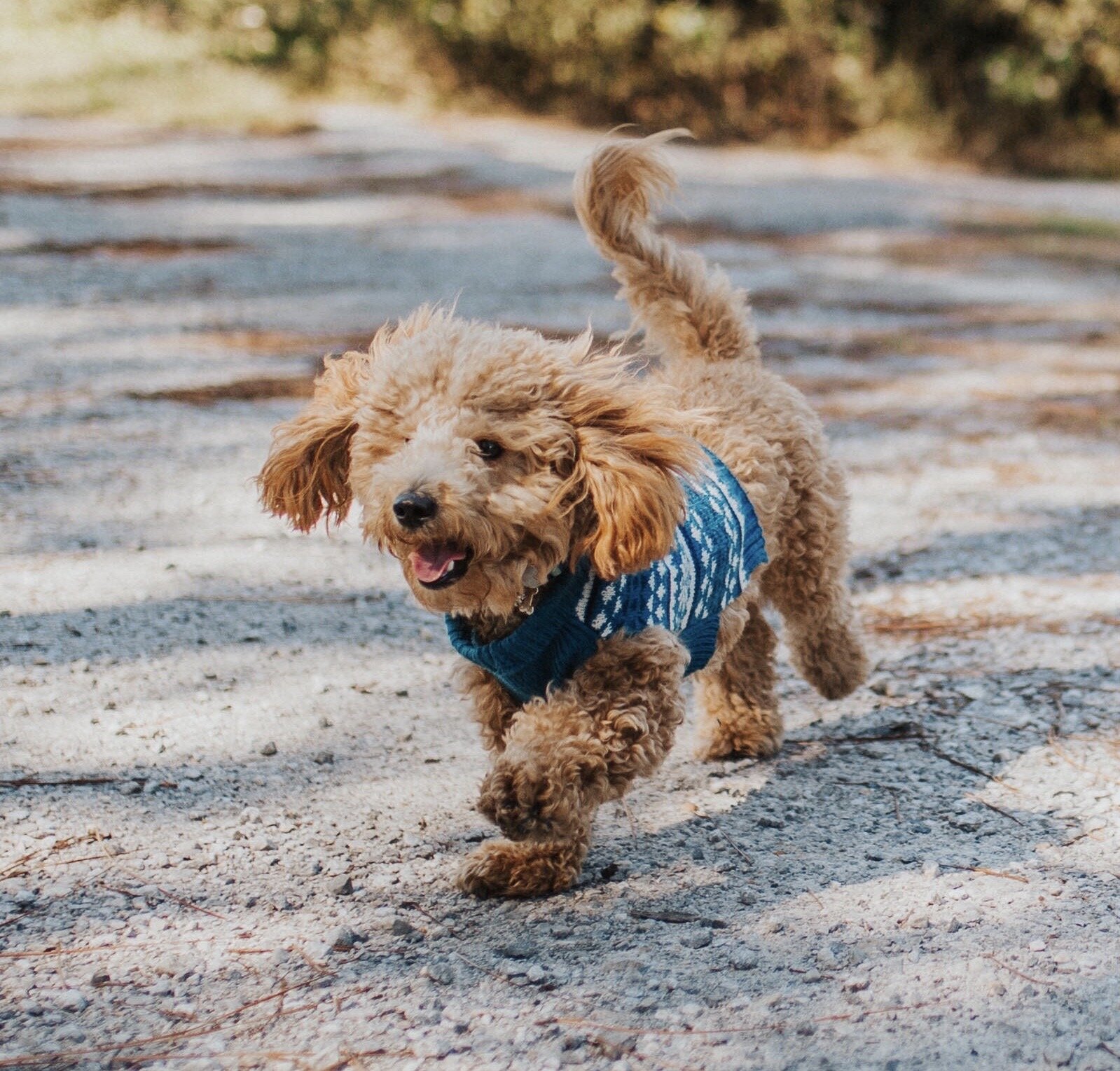  Darby (born 12/2/18) at 11 months 