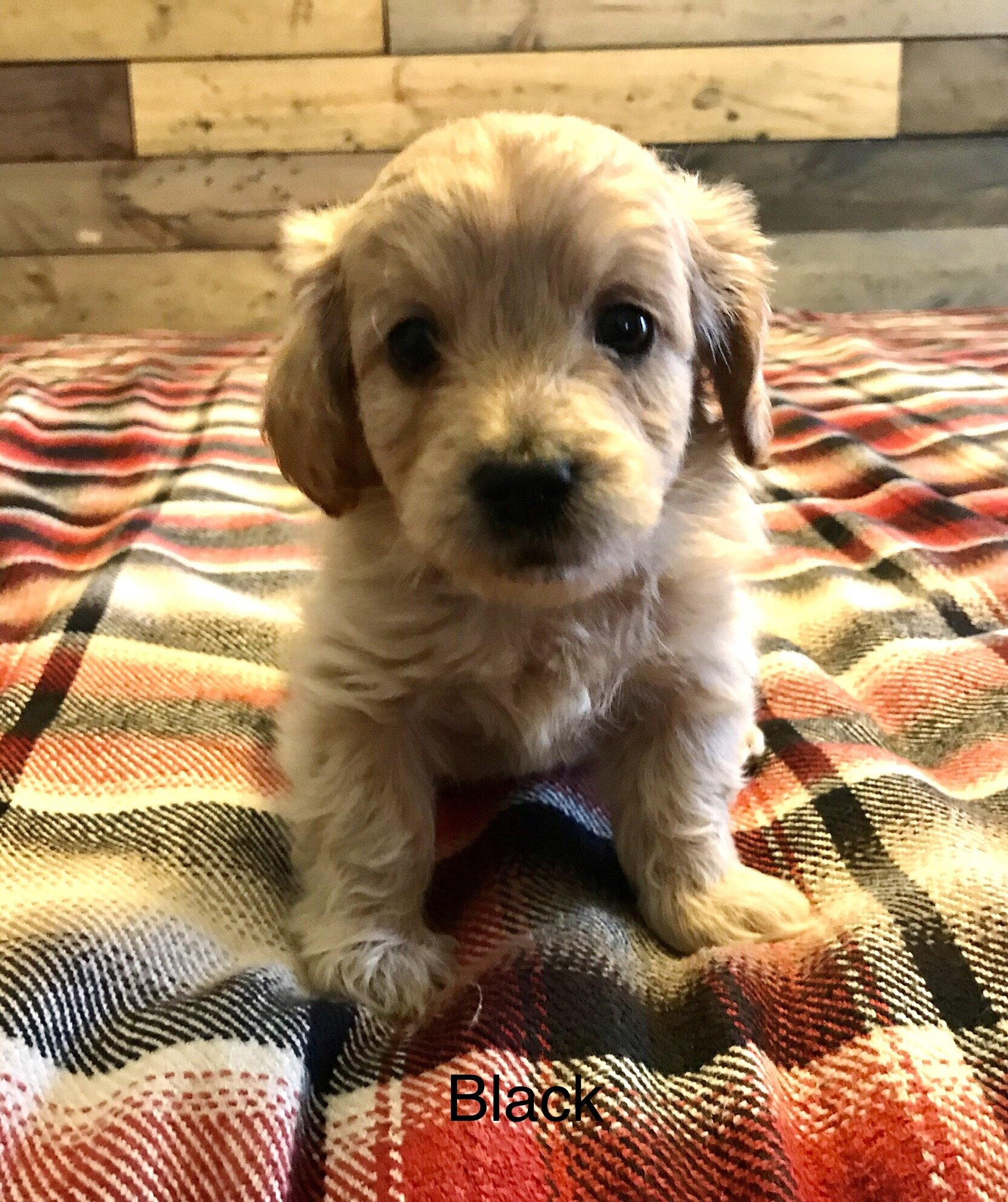 Murphy (at 7 weeks)