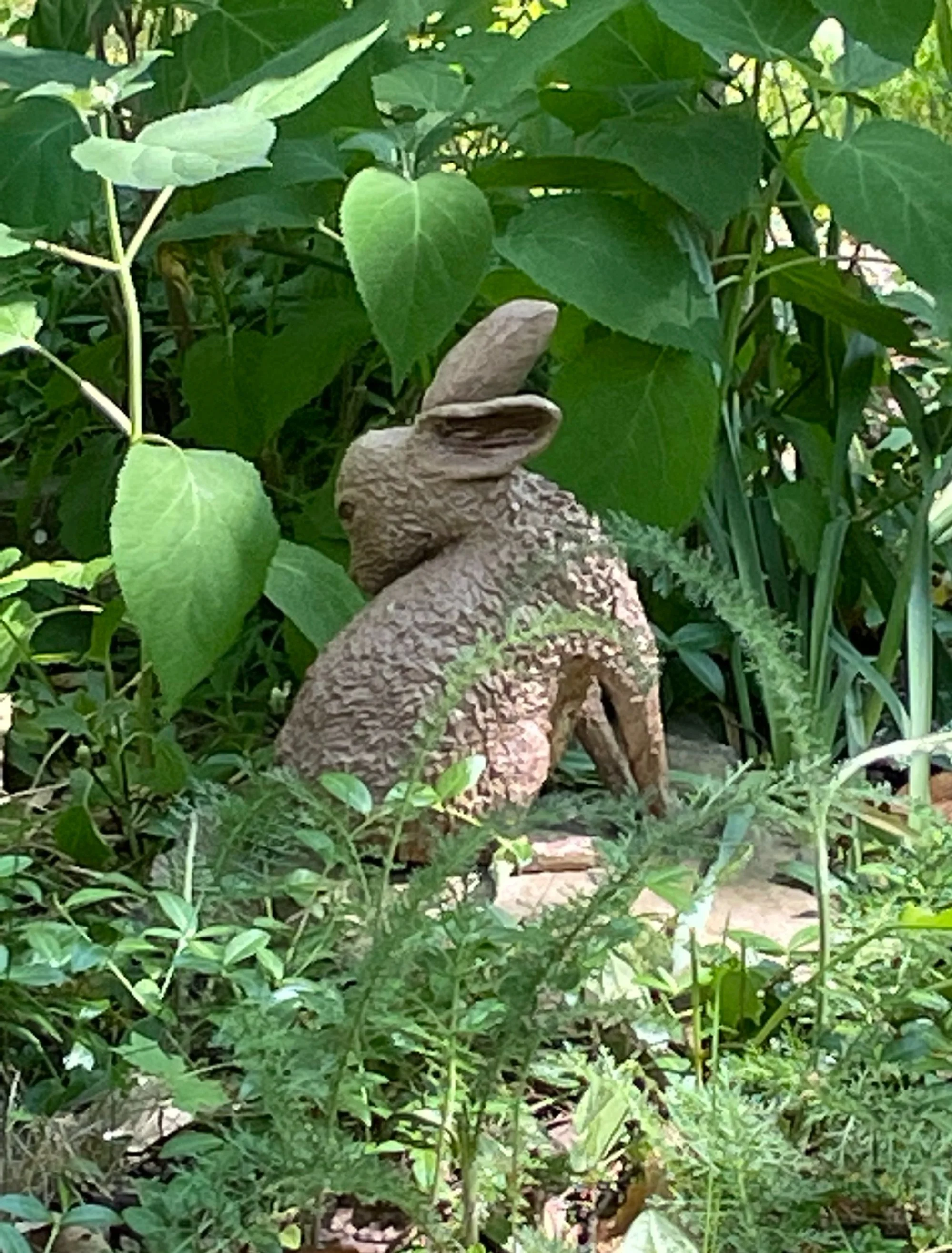 Garden Hare