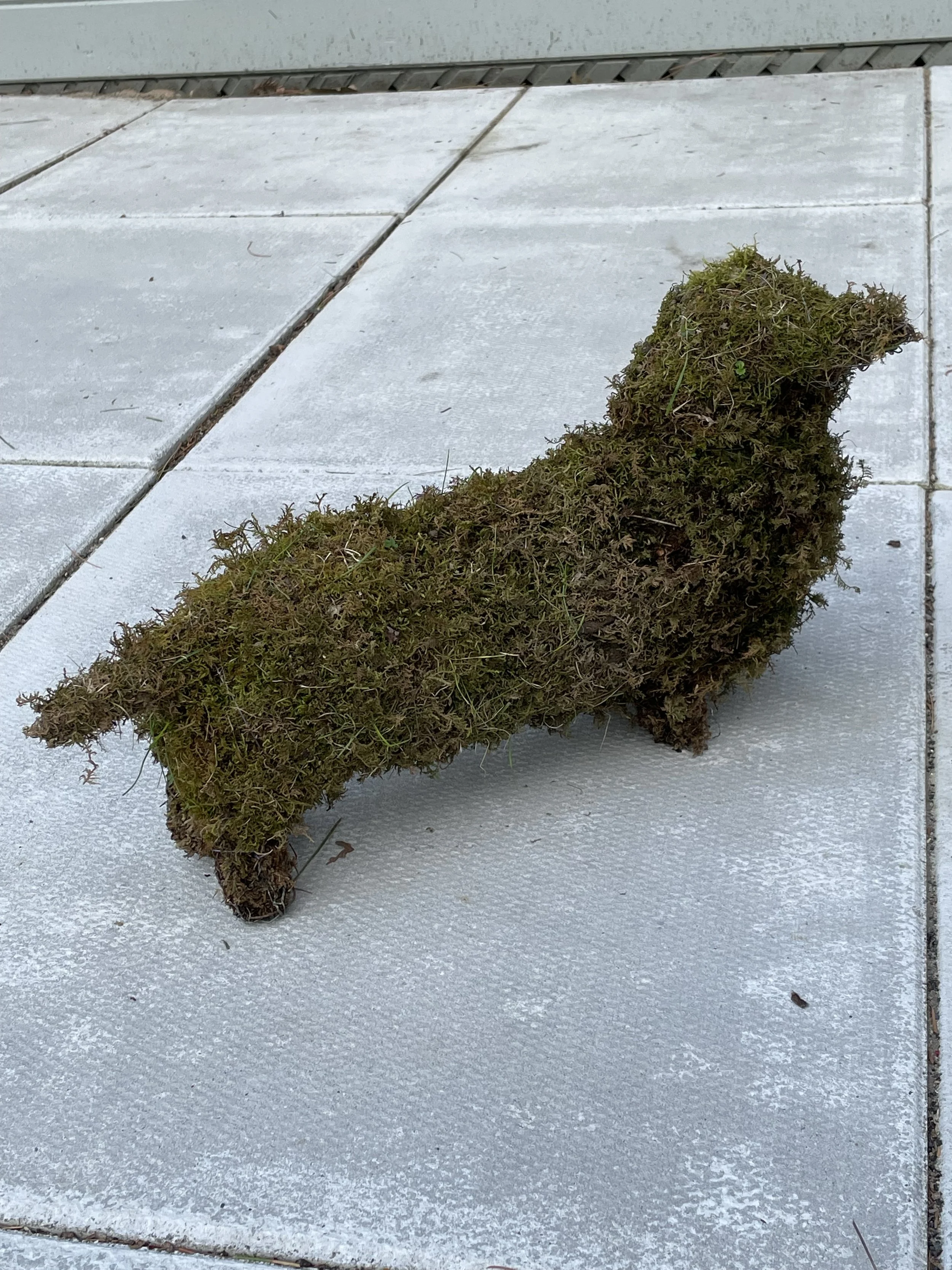 Moss Dog