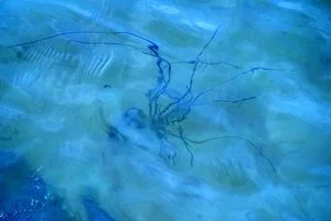 Resilience Technology.JPG