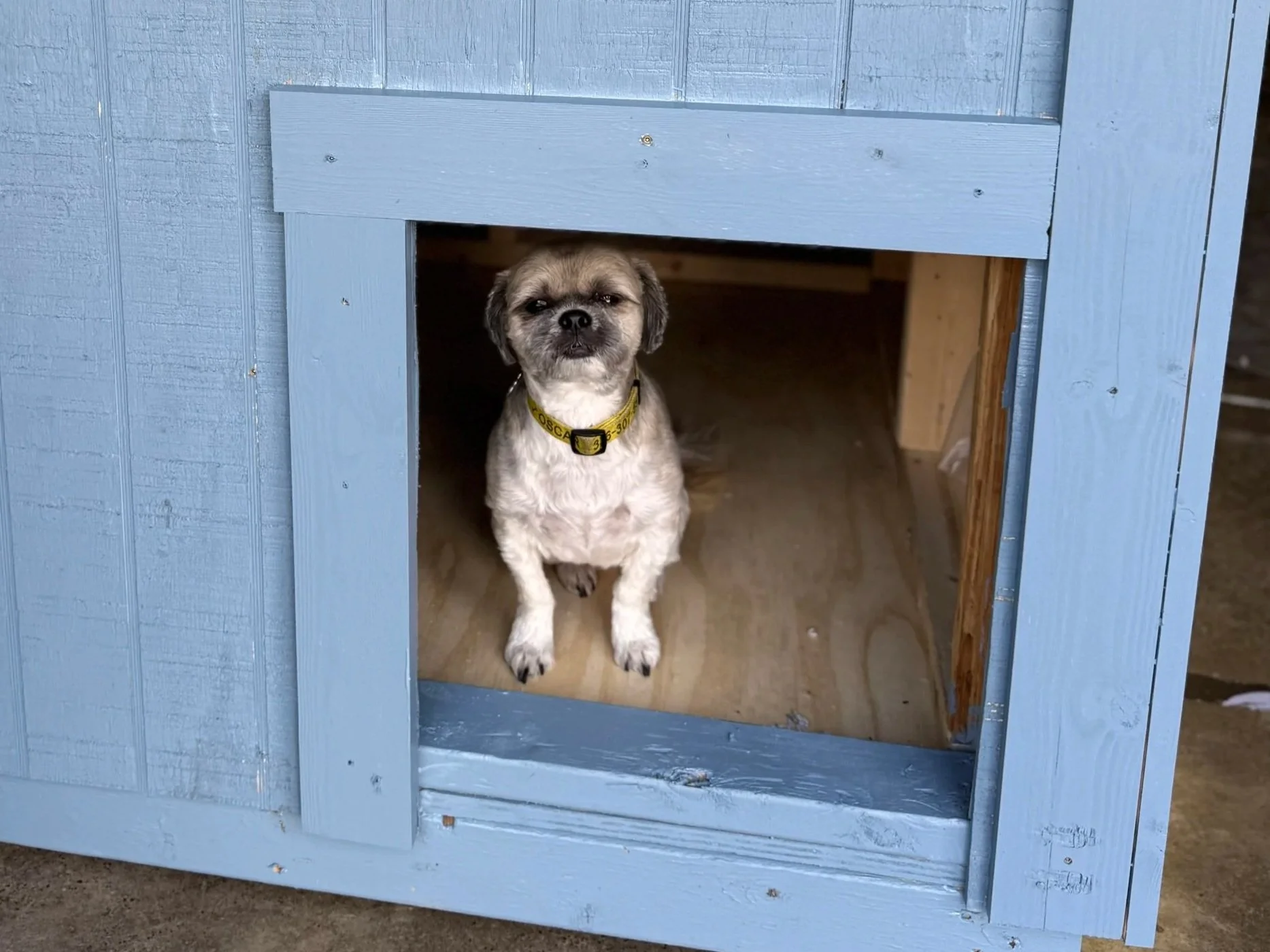 Homes 4 Hounds: A Warmer Holiday Season For Local Pups