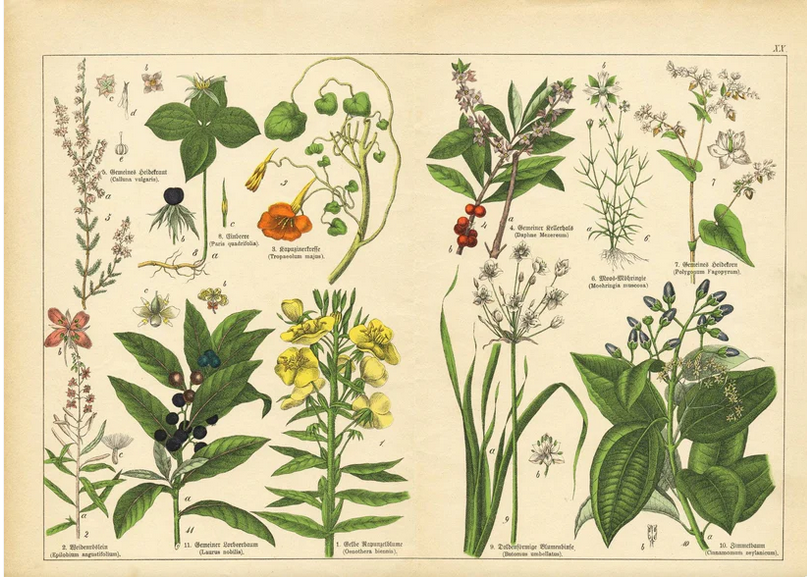 Screenshot 2026-06-05 at 16-18-55 Vintage Botanicals - set of 8 botanical designs - Decoupage Paper – Mint By Michelle US.png
