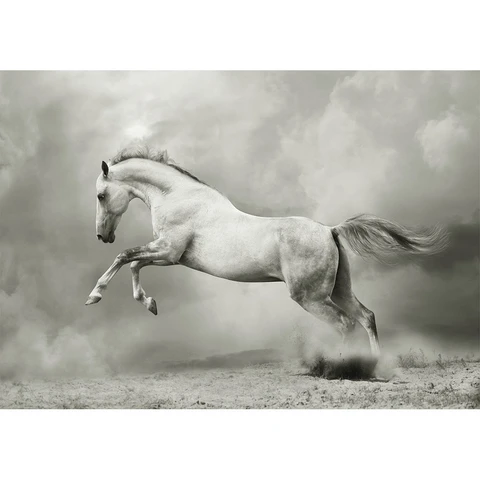 white horse.png