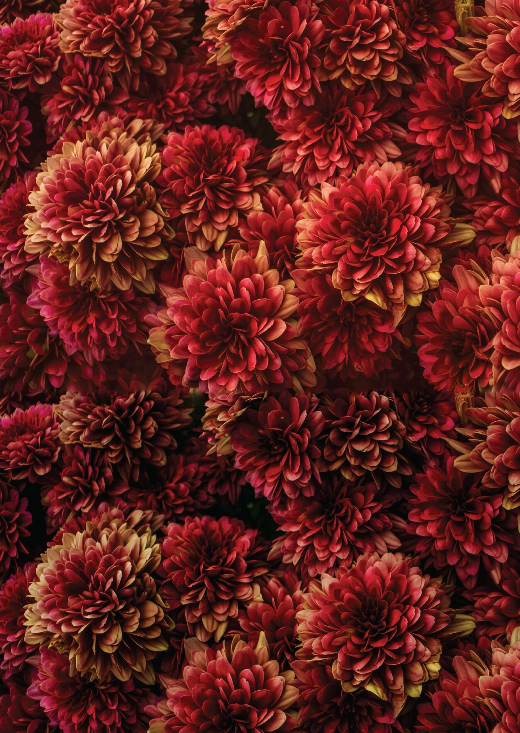 7A4BB9B6-7CE4-40A3-9D5B-F7A782C66D32