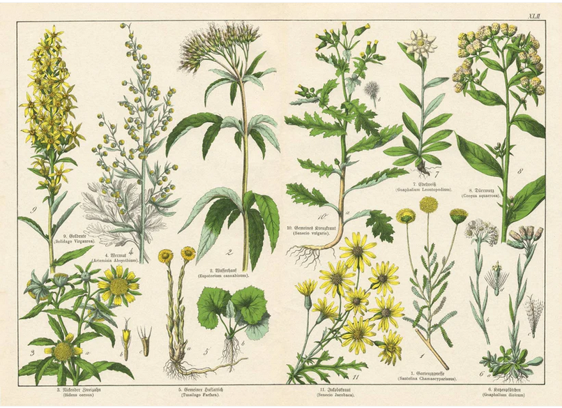 Screenshot 2026-06-05 at 16-19-41 Vintage Botanicals - set of 8 botanical designs - Decoupage Paper – Mint By Michelle US.png