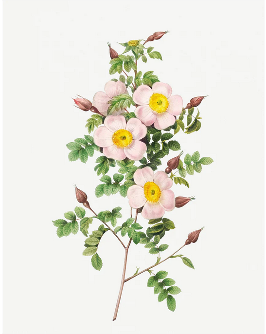 Screenshot 2026-06-05 at 16-25-46 Pretty Flowers - set of 8 flowers designs - Decoupage Paper – Mint By Michelle US.png