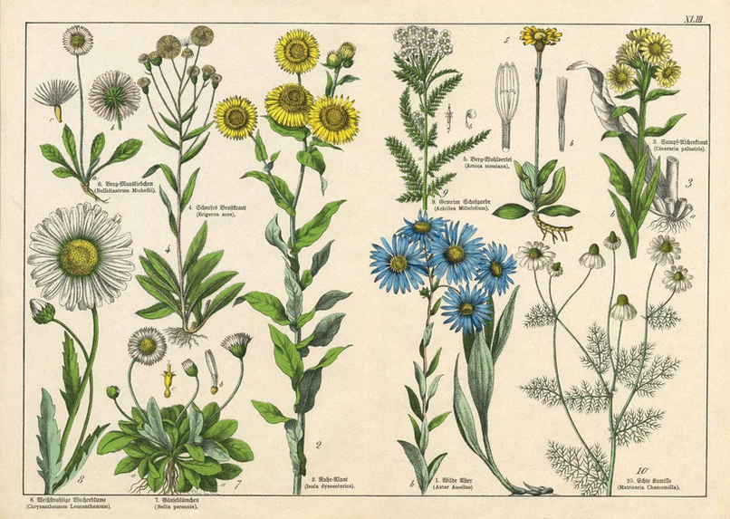 Screenshot 2026-06-05 at 16-19-09 Vintage Botanicals - set of 8 botanical designs - Decoupage Paper – Mint By Michelle US.png