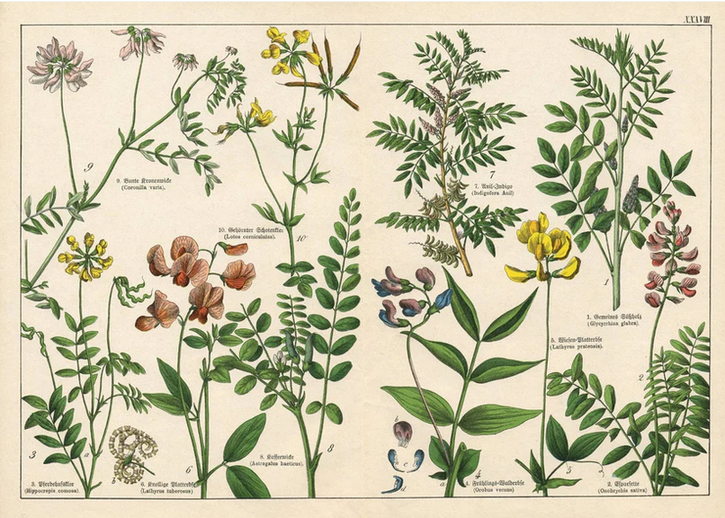 Screenshot 2026-06-05 at 16-19-31 Vintage Botanicals - set of 8 botanical designs - Decoupage Paper – Mint By Michelle US.png