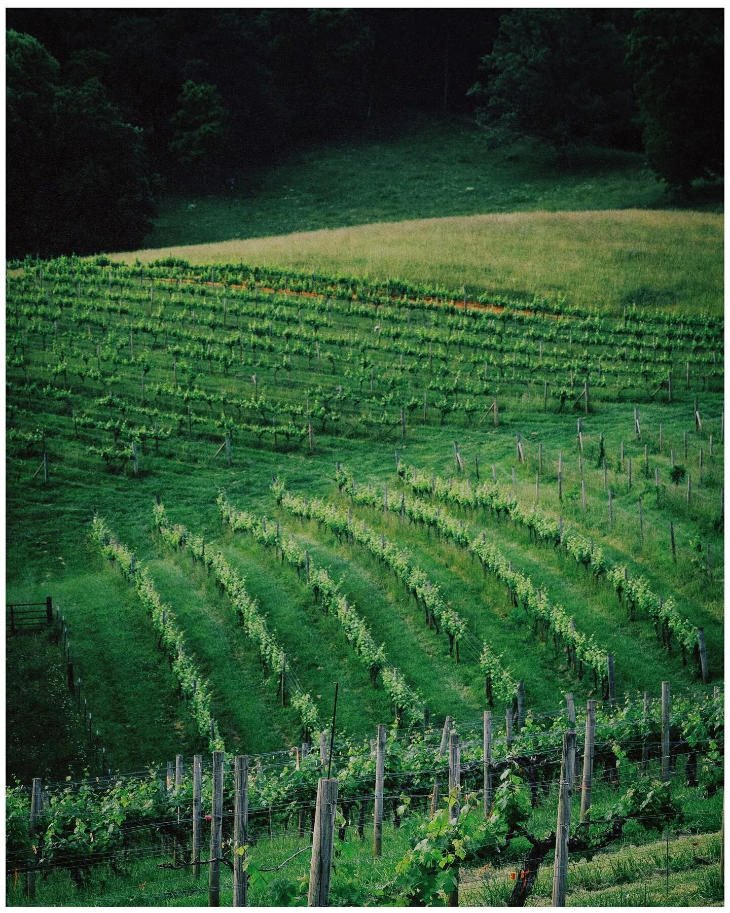 Addison Farms magic 🦋

@addisonfarms #peonyseason #girlgaze #50mm #womenphotograph #canon