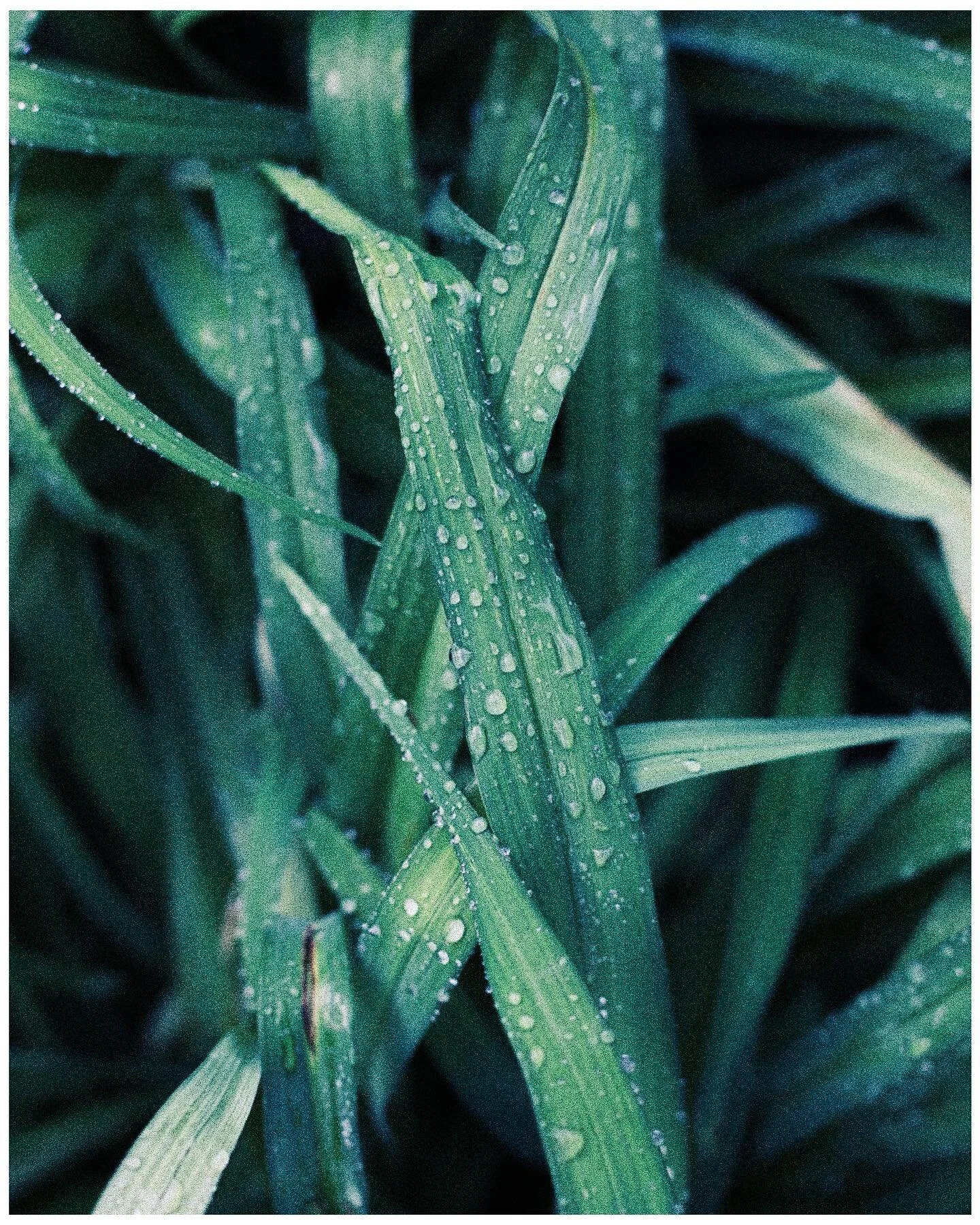 Peony Season

Keeping time with the river 
I walk 
Each day longer than the last 
Spring beckons 

#peonyseason #girlgaze #50mm #womenphotograph #canon