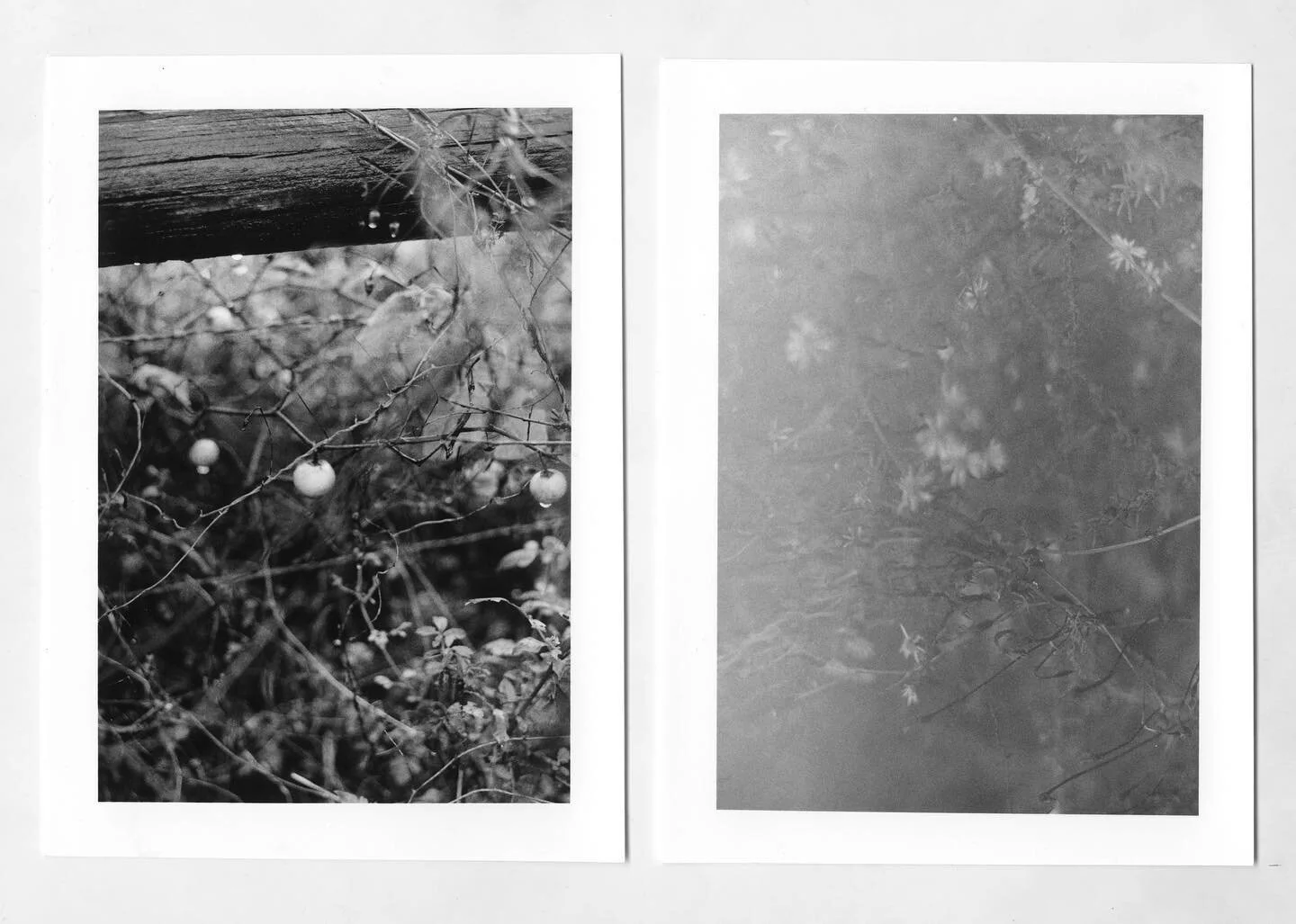 freeway flowers

warm sun
sad eyes 
freeway flowers sway 
your words
replaying softly in my mind 

#documentingwomen #girlgaze #littlerivermag #femaleartist #summer #createexplore #shootmorefilm #ourmag #50mm #summer #womenphotograph