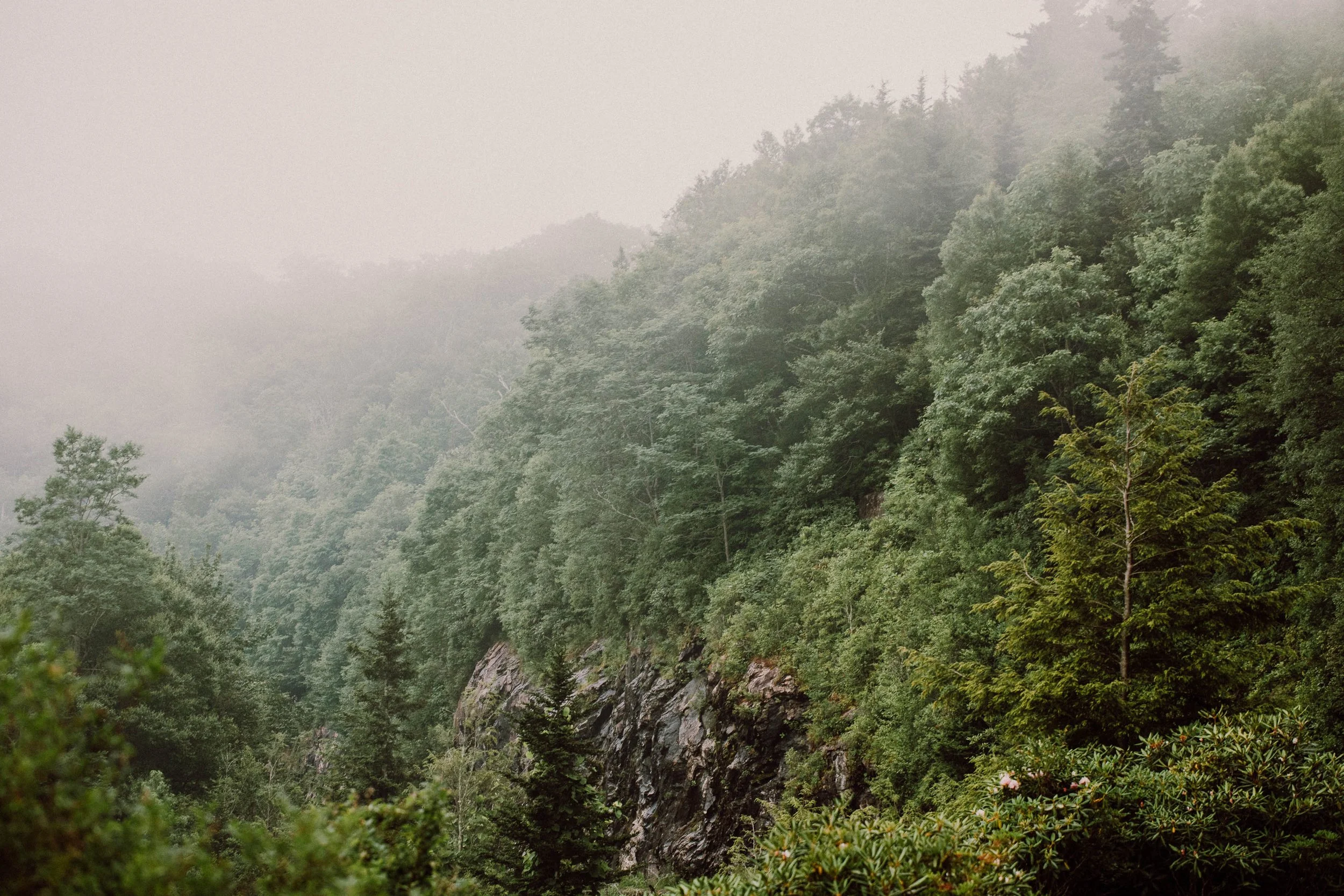 Pisgah Forest_ACW.jpg