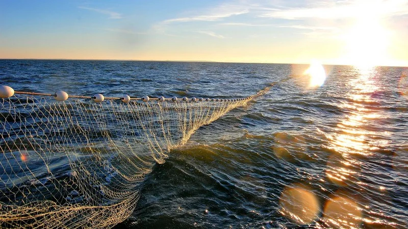 gillnetting-in-the-sun-1056-800x600-e1489600624364.jpg