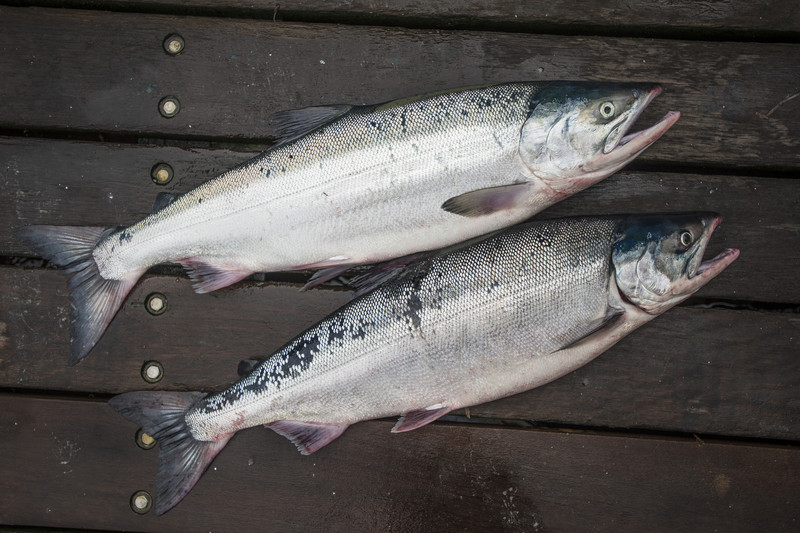 salmon-on-deck-976-800x600.jpg