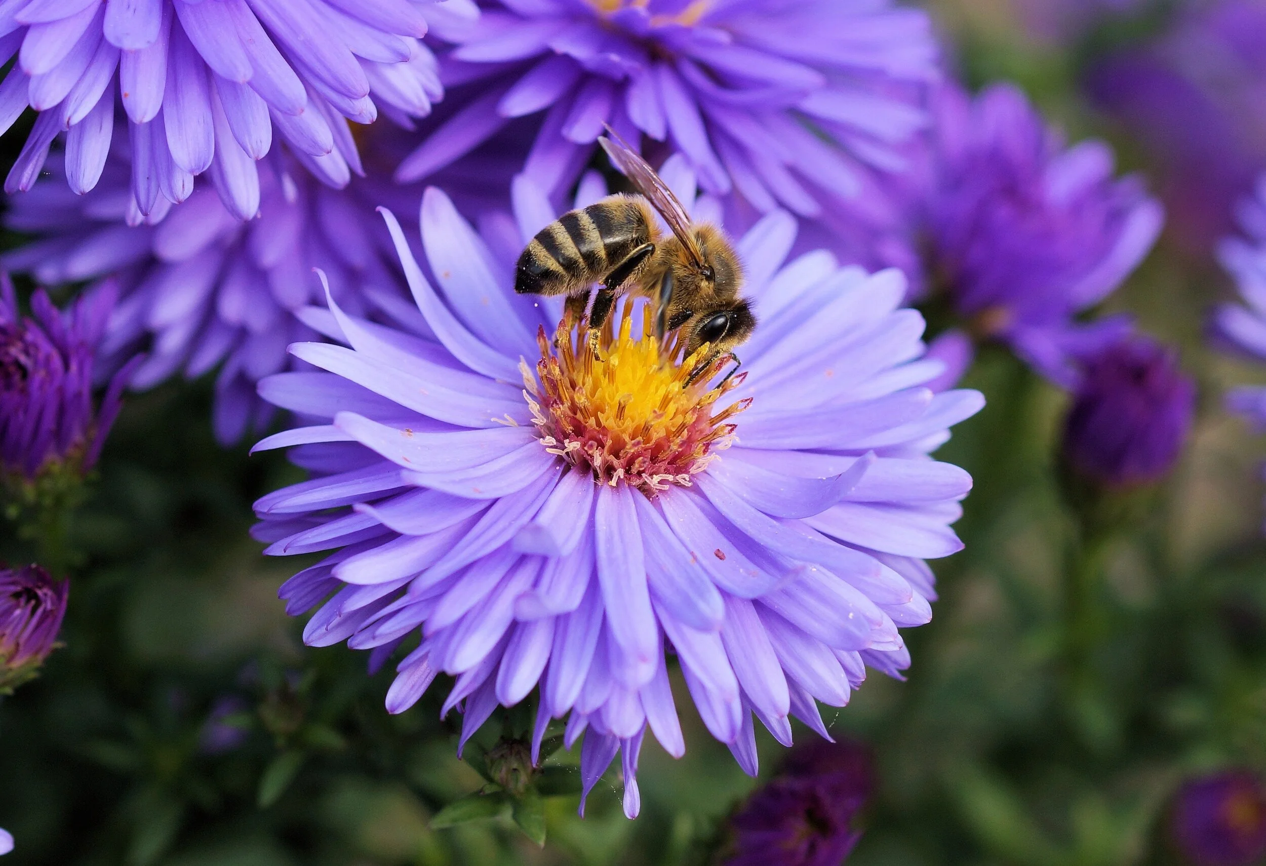 For the Love of Honey