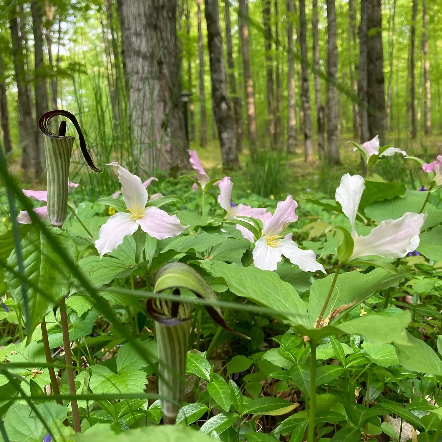 Thwarting the Spread of Evil